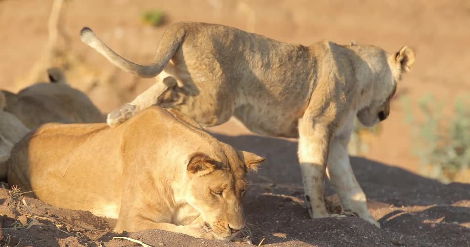 Lions lay and play in their habitat