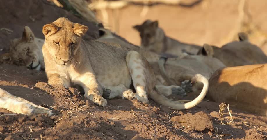 A pack of lionesses lay on the ground