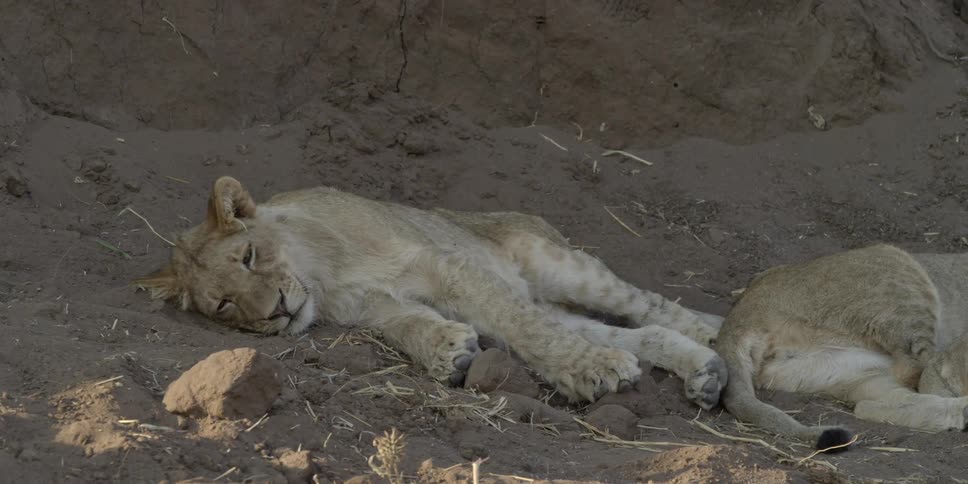 Cubs lying next to each other in near slumber