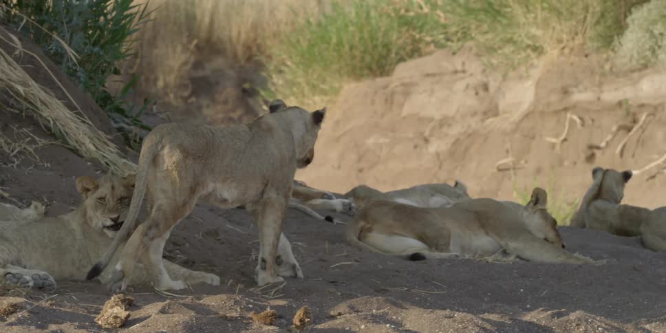 A group of lionesses lounge in the dirt
