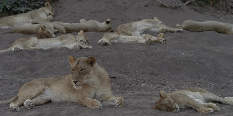 Lionesses lie in the sand and nap
