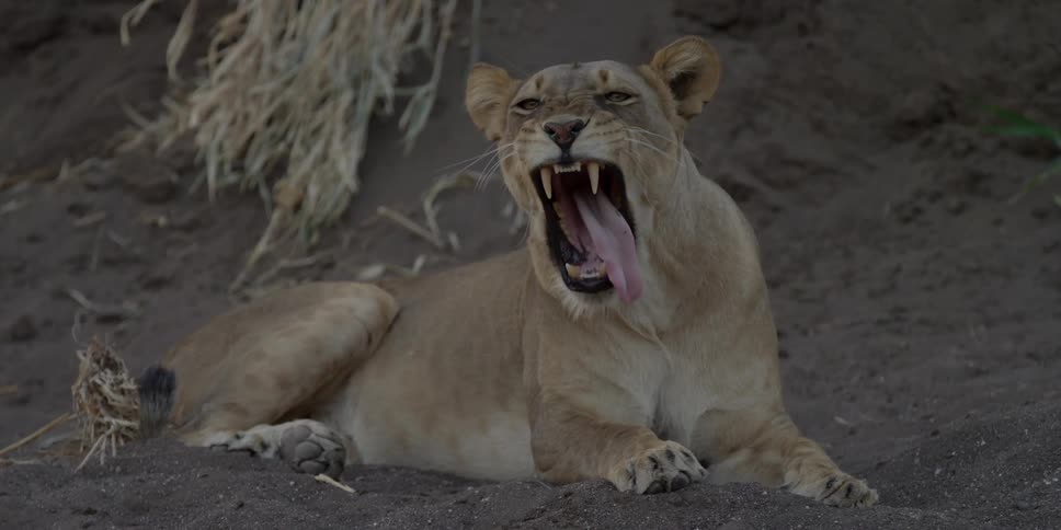 Lioness yawning while sitting in some dirt