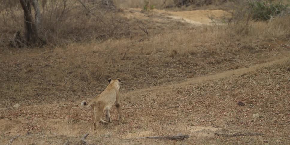 A lion running on an open part of a terrain