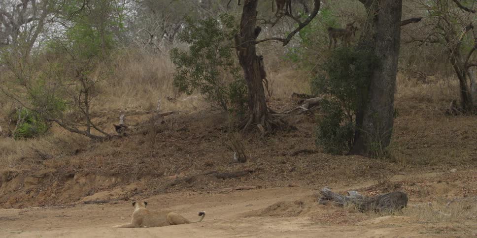 Many baboons jumping around some trees while a lioness lies on the open ground before them