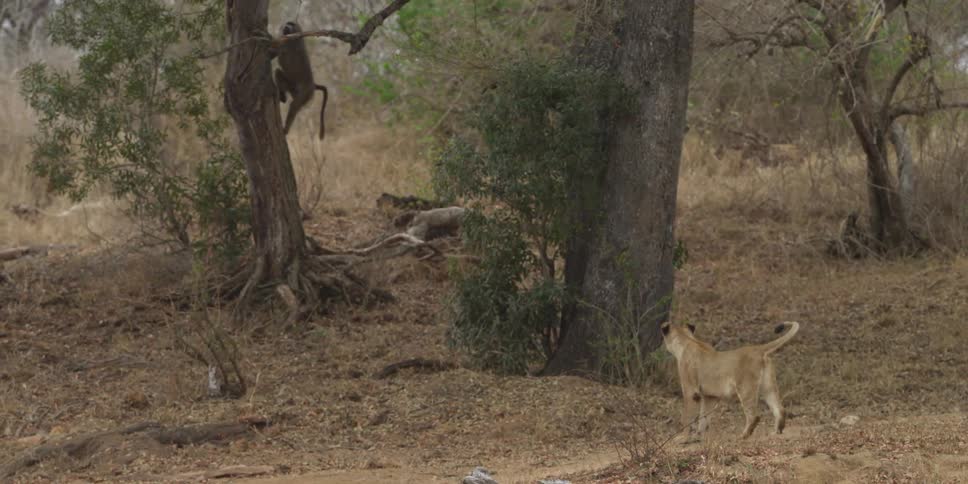 Female lion stares down a monkey