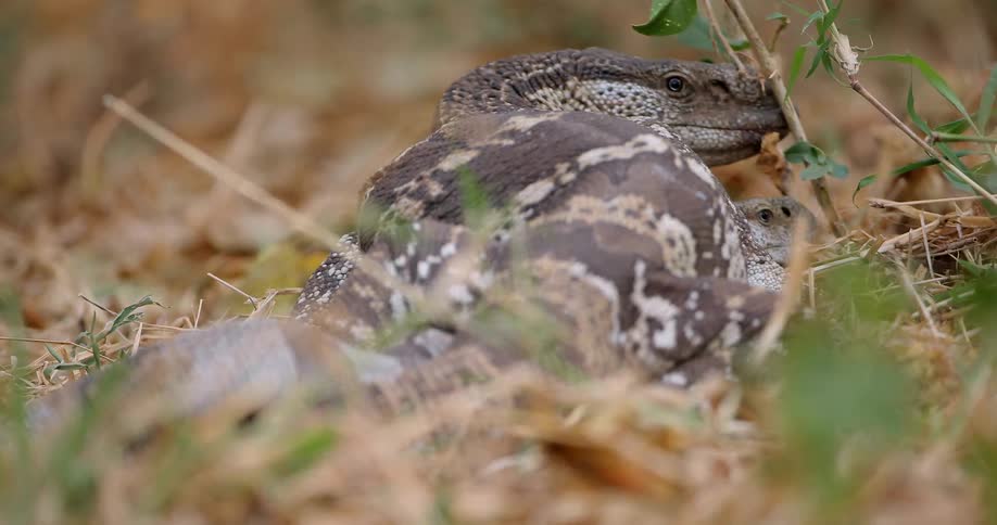 A lizard rests on the ground