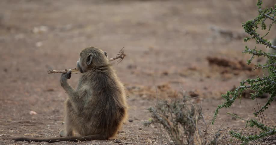 Monkey walking around dirt with a stick on a sunny day