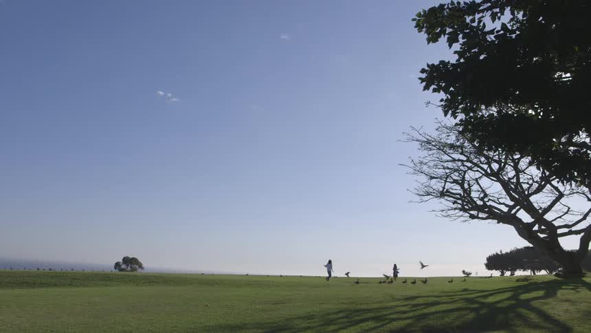 Children running and chasing birds in a field on a sunny day