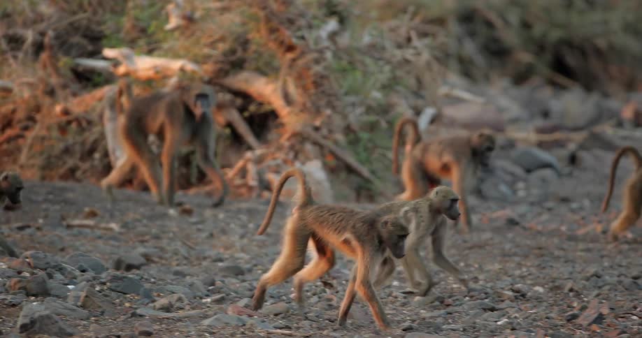 Group of baboons walking across some dirt with two of them somewhat playing around