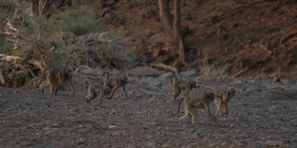 A group of monkeys run across a rocky beach