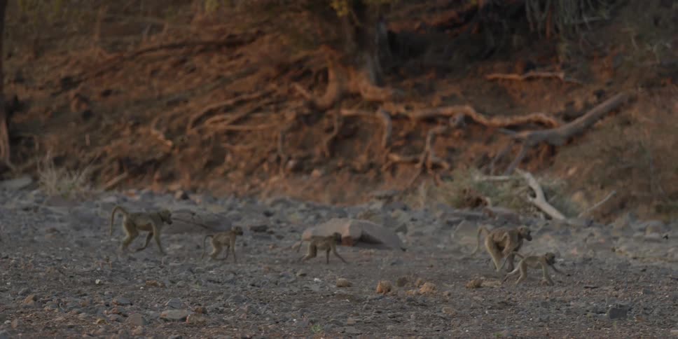 A group of monkeys run across a rocky beach