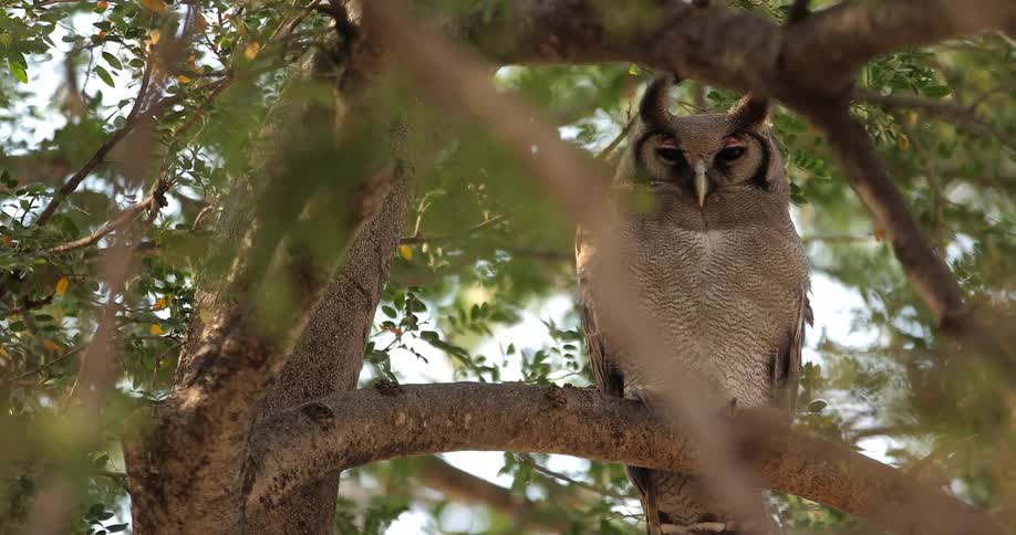 An owl with its eyes barely open, looking down from a branch