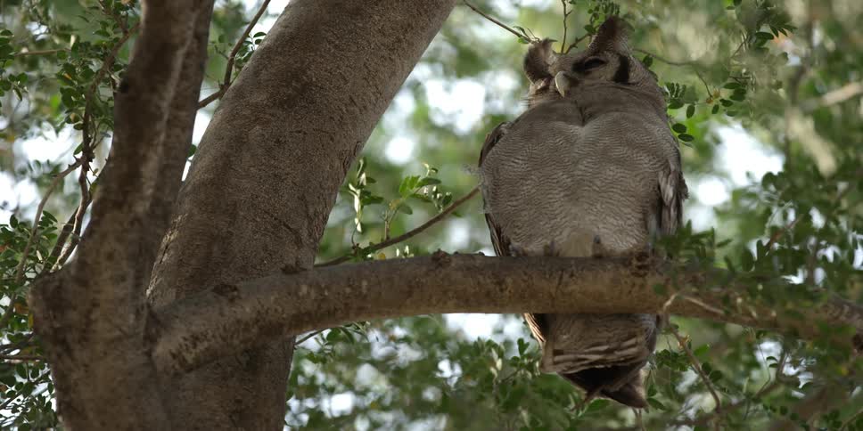 A gray owl sitting in a tree