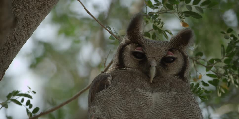 A white owl sits in a tree