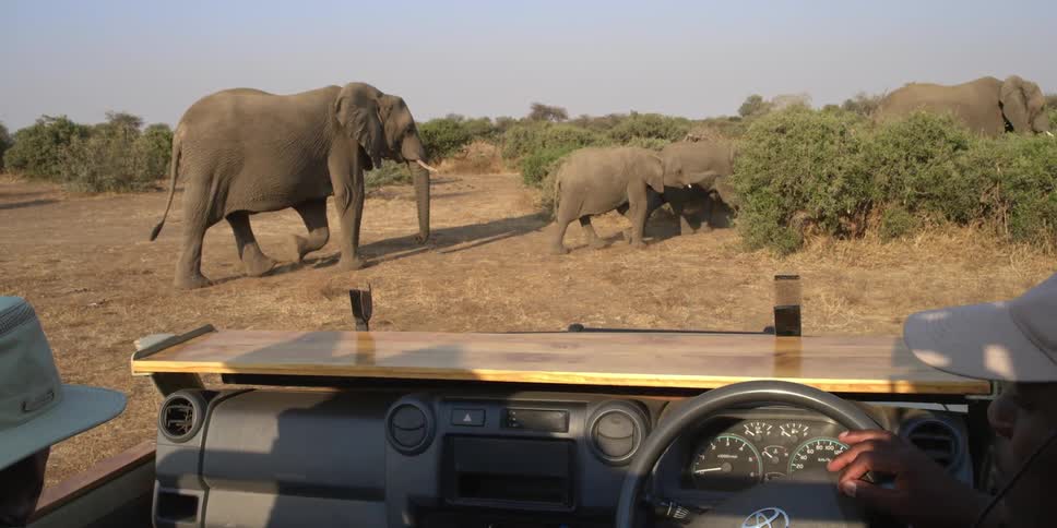 Elephants walk past a safari truck