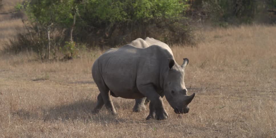 Two rhinos walk across the savannah