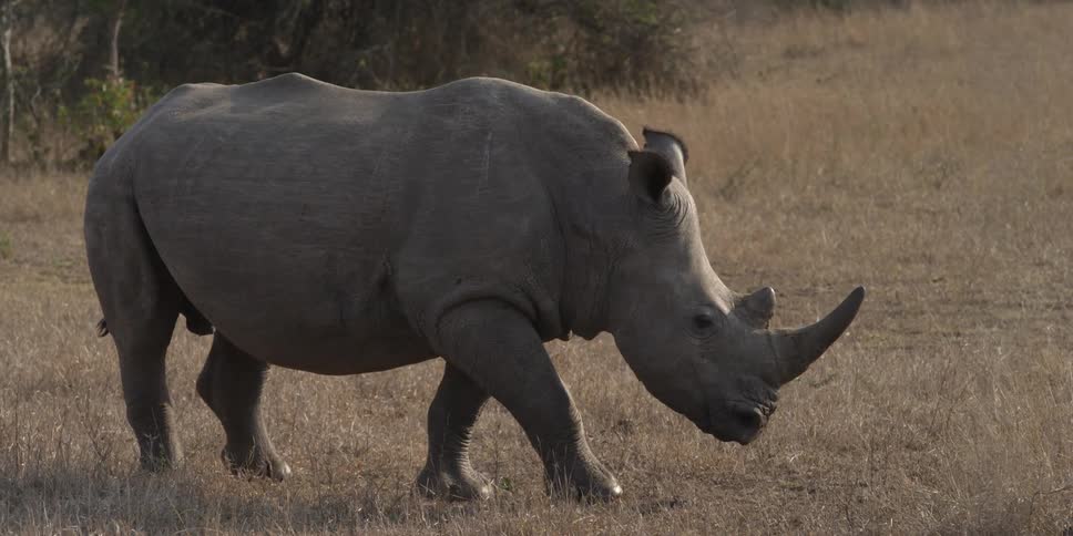Rhino walking along an open field during the day