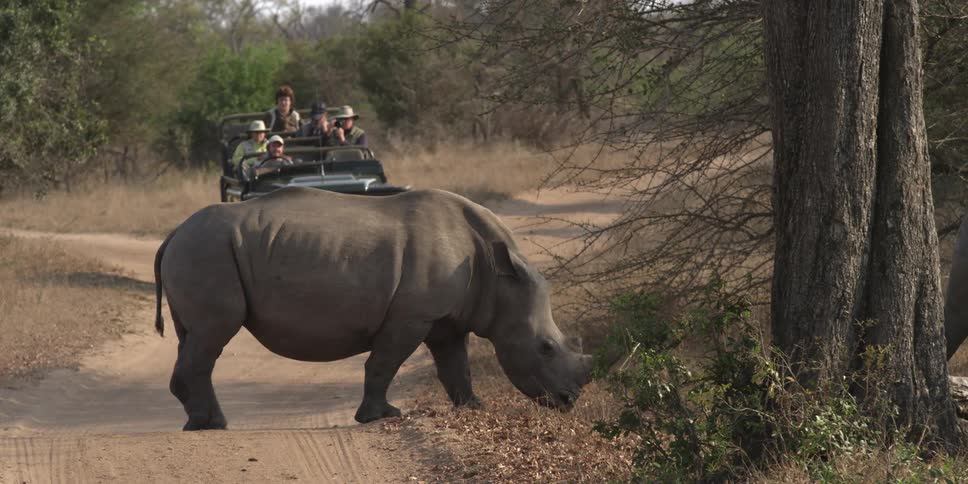 People on safari watch a rhino cross the road