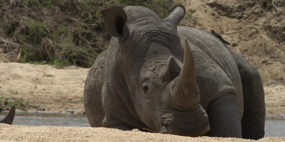 A rhino lays near a watering hole