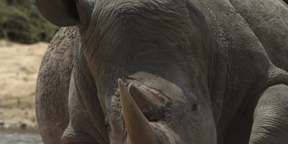 A rhino lays near a watering hole