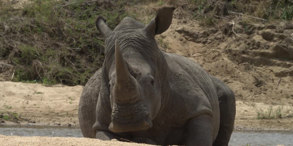 Large rhino sitting in some water by a stream during the day