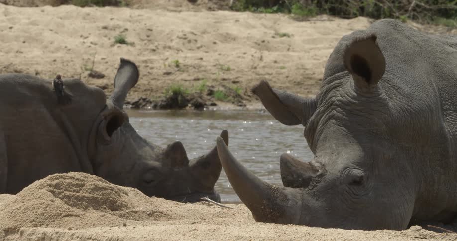 Two rhinos sleeping in the sand near a river