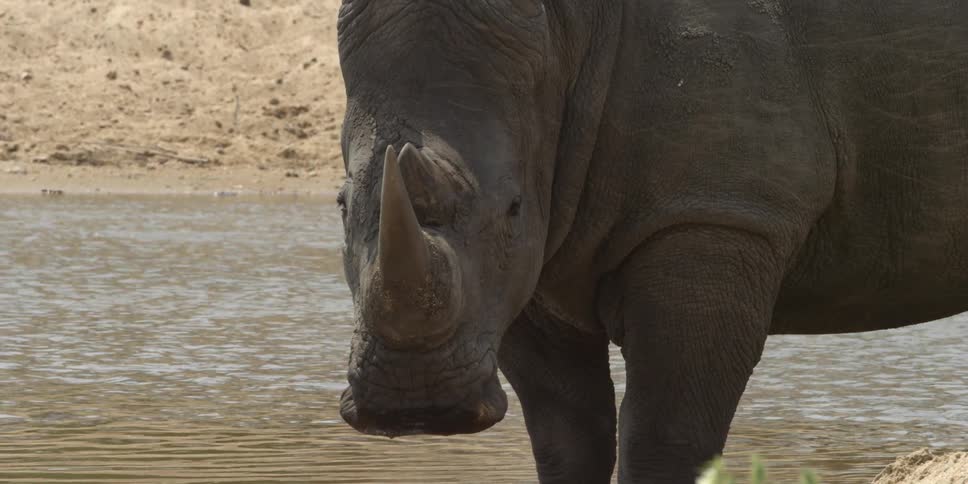 Rhino standing in a body of water