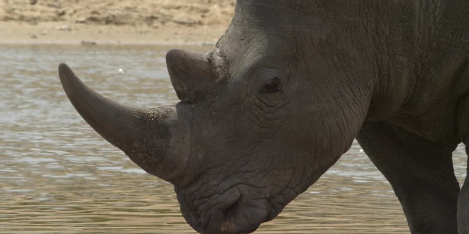 A rhino stands near a watering hole