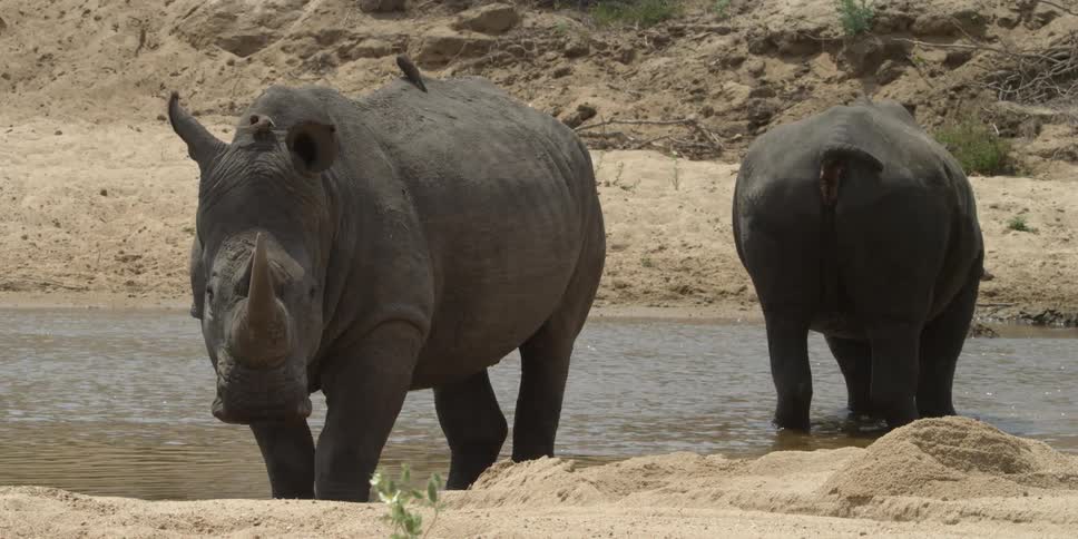 Rhinos looking at opposite directions by a small body of water