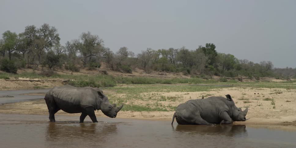 Two rhinoceroses enjoying water on a clear day