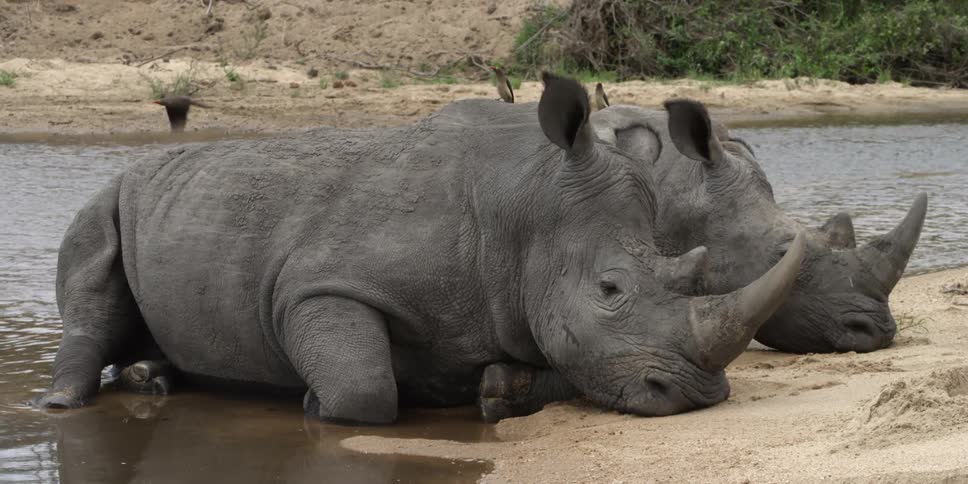 Two rhinoceroses lying both in water and on land