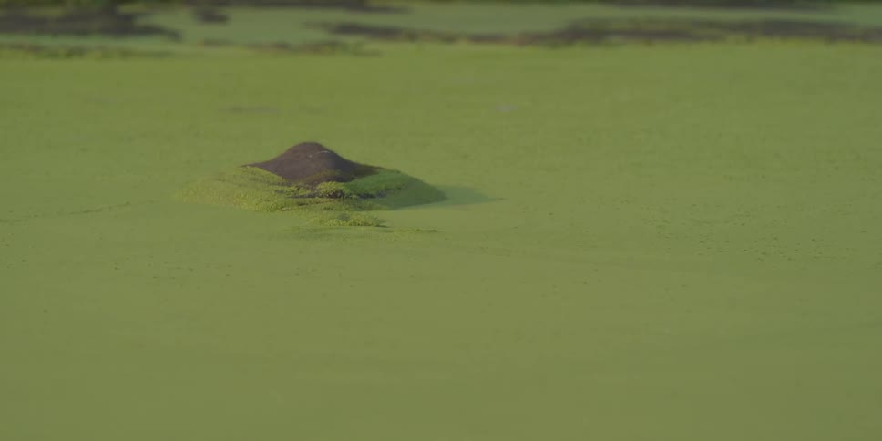 Green swamp with an animal just below the surface