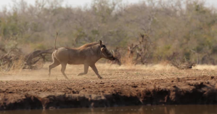 A warthog running next to a water hole