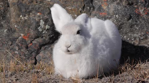 A fluffy little bunny rabbit