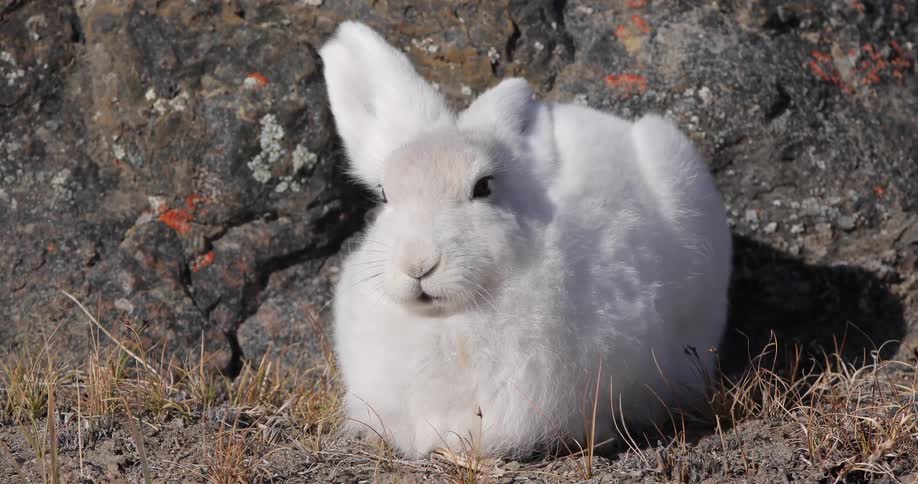 A fluffy little bunny rabbit