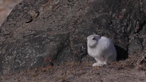A white rabbit sits by a big rock