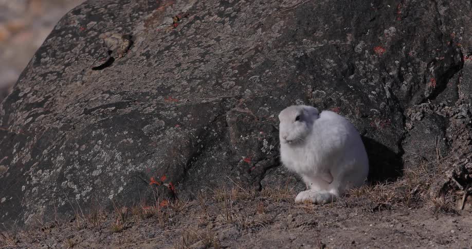 A white rabbit sits by a big rock