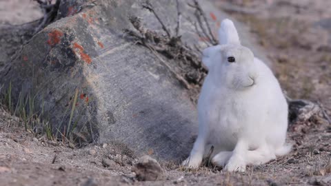 A munching bunny sits beside a rock
