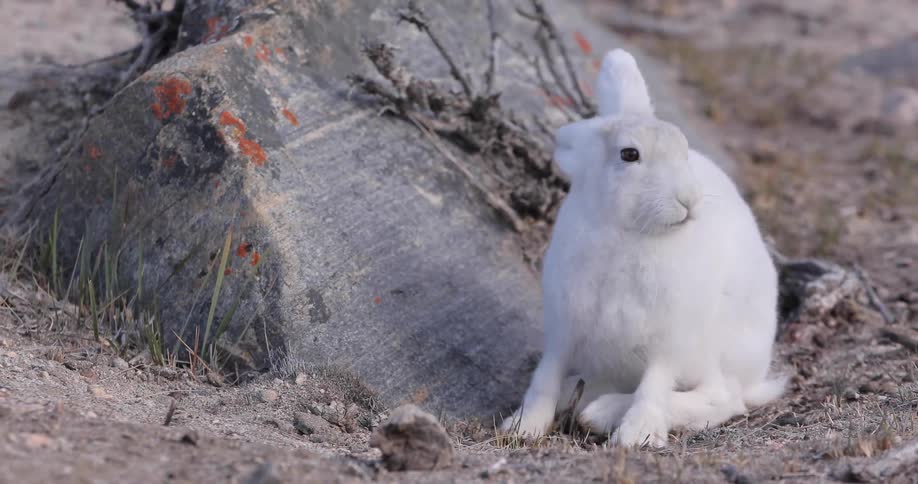 A munching bunny sits beside a rock