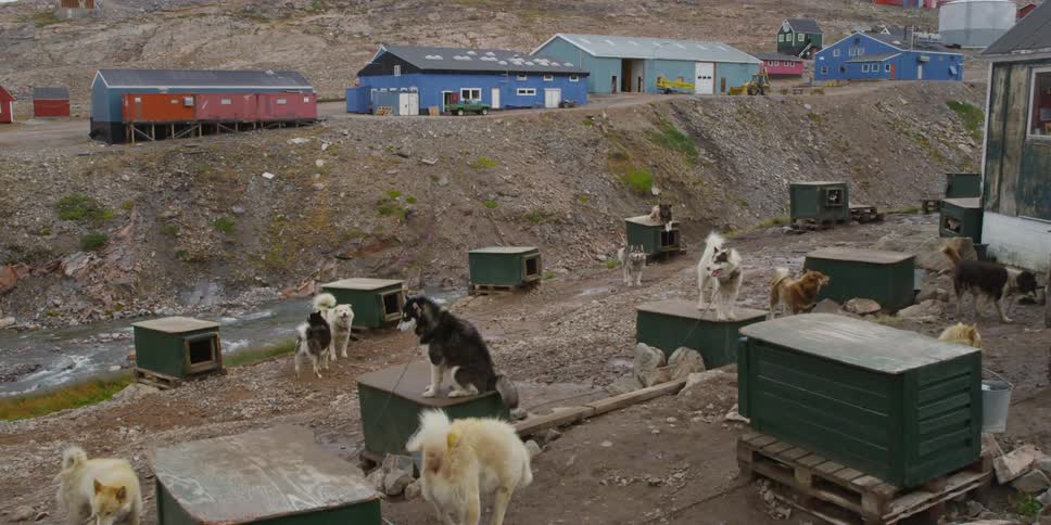 Dogs are in the homeless dog shelter