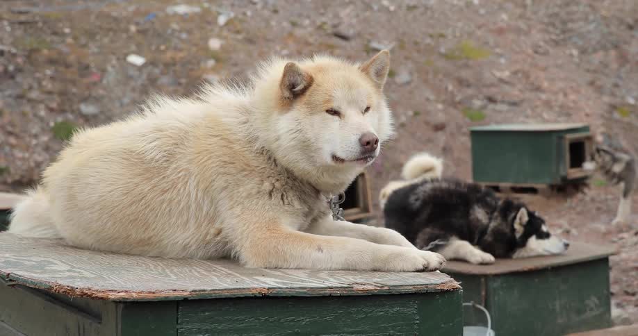 Two sled dogs lie on top of their wooden shelters while another stands on the ground