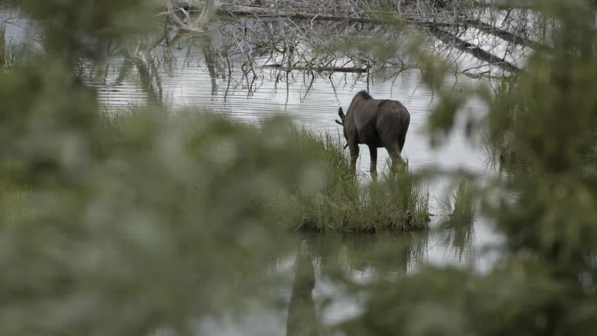A moose is drinking water in the forest