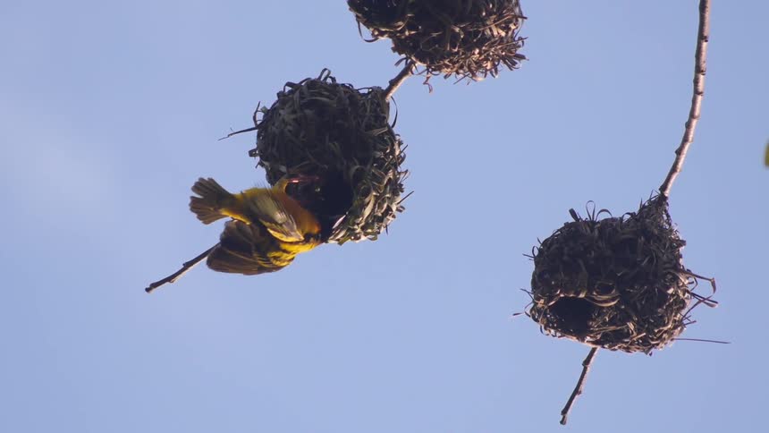 A hummingbird works on its nest
