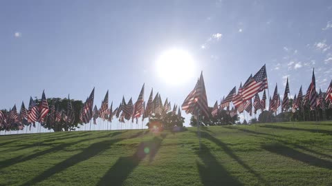 A bunch of american flags billow in a sunny field
