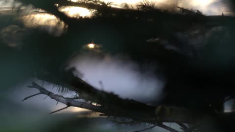 The sun setting through the branches of a tree