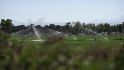 Field sprinklers spraying water over a crop surrounded by ytrees