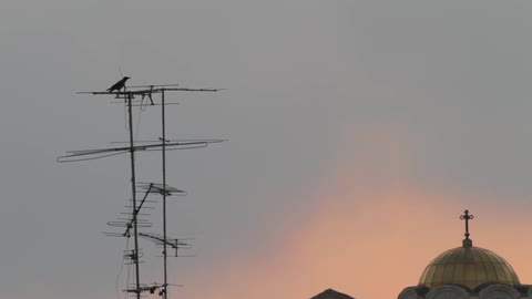 A black bird sits on an antenna