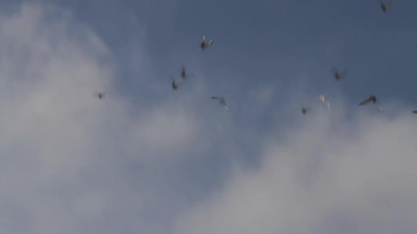 A flock of birds circle the area