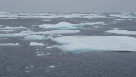 Bird flying over icebergs in the arctic ocean