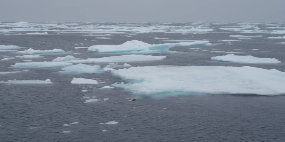 Bird flying over icebergs in the arctic ocean